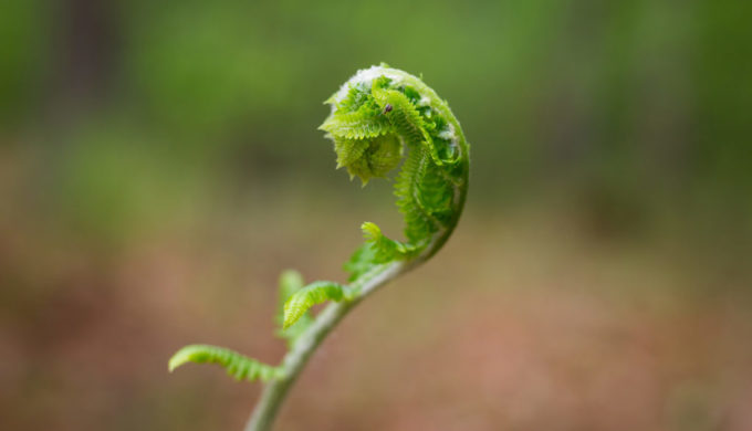 Hartwell featured Nature Photography, Outdoor Photography, Hartwell Town Forest, Bedford