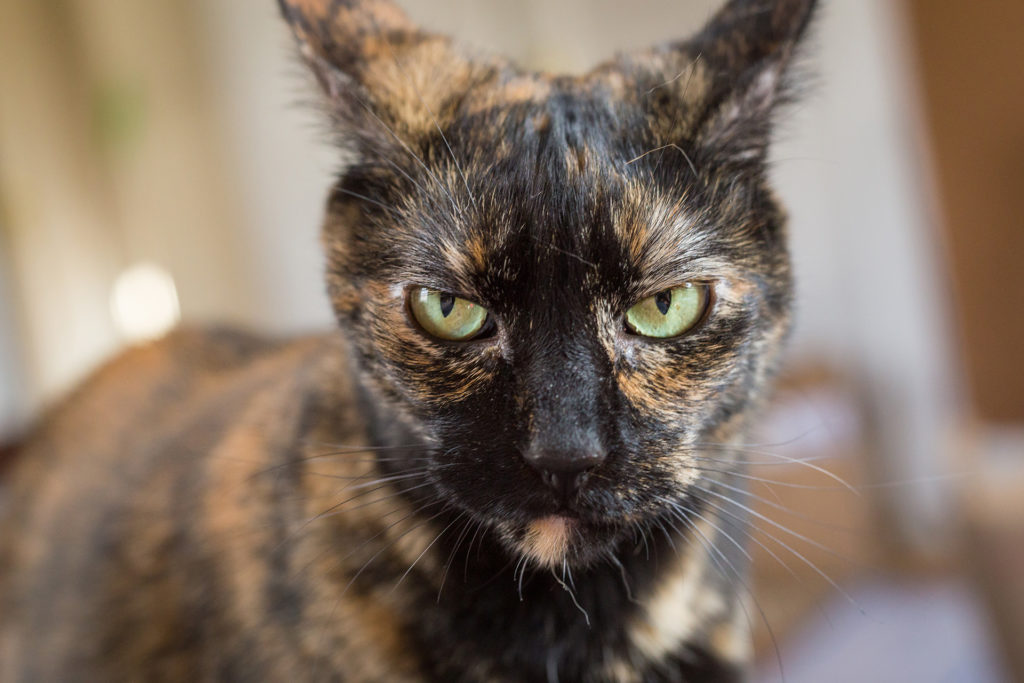 Pet Photography now available!